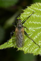 Empis tessellata