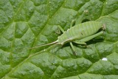Isophya pyrenaea