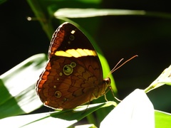 Xanthotaenia busiris