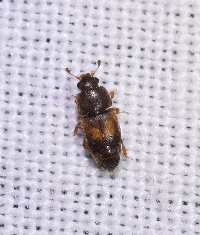 Carpophilus zeaphilus