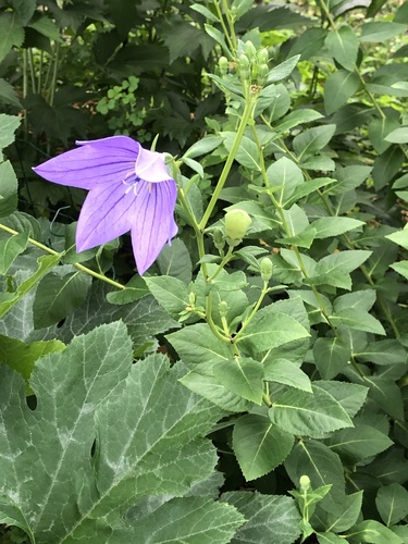 Platycodon grandiflorus