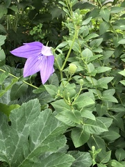 Platycodon grandiflorus