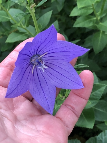 Platycodon grandiflorus