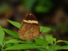 Xanthotaenia busiris