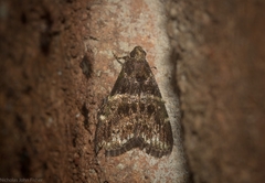 Orthaga atribasalis