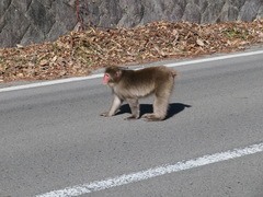 Macaca fuscata fuscata