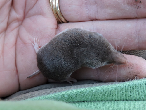 North American Least Shrew