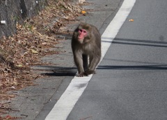 Macaca fuscata fuscata