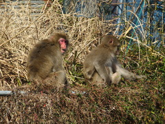 Macaca fuscata fuscata