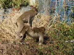 Macaca fuscata fuscata
