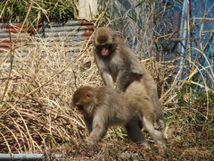 Macaca fuscata fuscata