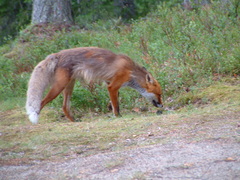 Vulpes vulpes vulpes