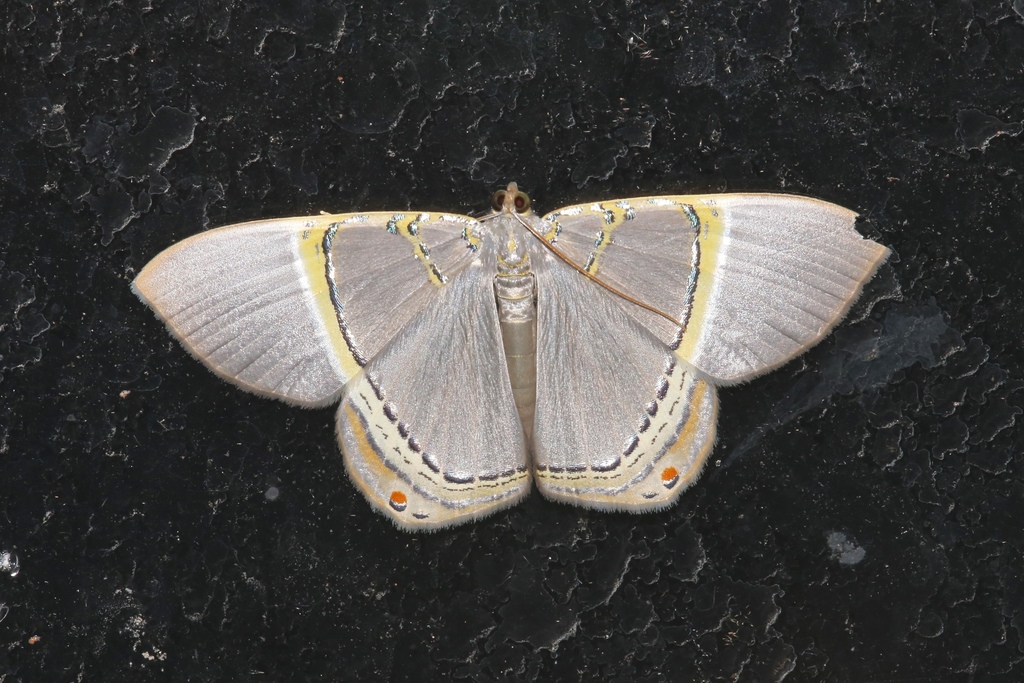 Phrygionis privignaria