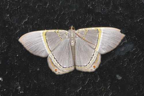Phrygionis privignaria