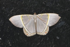 Phrygionis privignaria