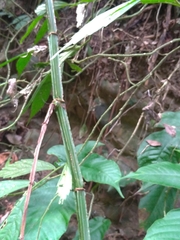 Cissus pteroclada