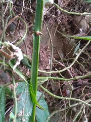 Cissus pteroclada