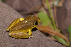 Ranoidea lesueuri