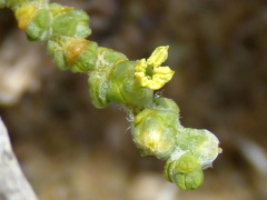 Caroxylon phillipsii