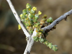 Caroxylon phillipsii