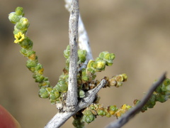 Caroxylon phillipsii