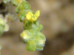 Caroxylon phillipsii