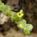 Saltworts - Photo (c) Gigi Laidler, some rights reserved (CC BY-NC), uploaded by Gigi Laidler