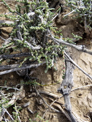 Caroxylon phillipsii
