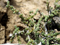 Caroxylon phillipsii