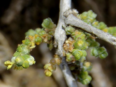 Caroxylon phillipsii