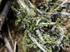 Caroxylon phillipsii