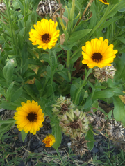 Calendula officinalis