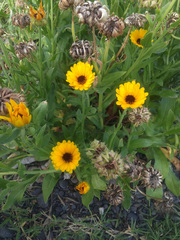 Calendula officinalis