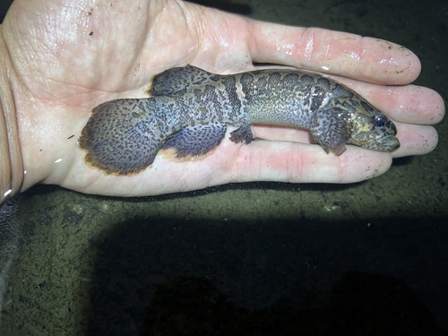 Dallia pectoralis Bean, 1880