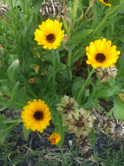 Calendula officinalis