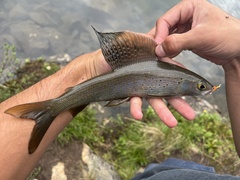 Arctic Grayling photo 4