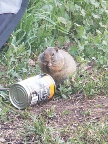 Uinta Ground Squirrel photographed in Utah