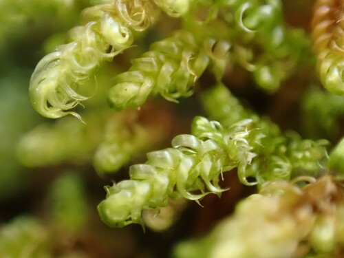 Image of Hypnum dieckii by (c) Chris Fluit, some rights reserved (CC BY)
