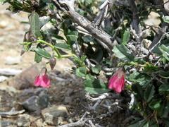 Hermannia spinosa