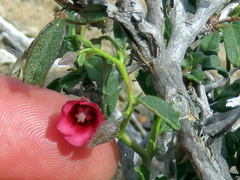 Hermannia spinosa
