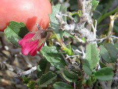 Hermannia spinosa