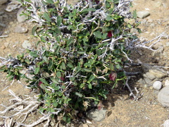 Hermannia spinosa