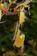 Gonimbrasia belina