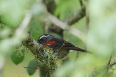 Tarsiger johnstoniae