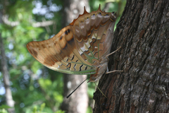 Charaxes candiope