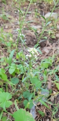 Lobularia maritima