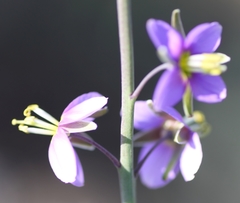 Heliophila cornuta squamata