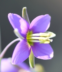Heliophila cornuta squamata