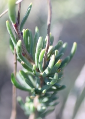 Heliophila cornuta squamata