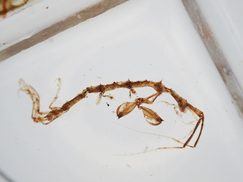 Aeginina longicornis observed 2018-08-28